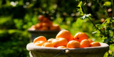 Ege Bölgesi Narenciye Rekoltesinde Sert Düşüş: Üretim Yüzde 34 Azaldı